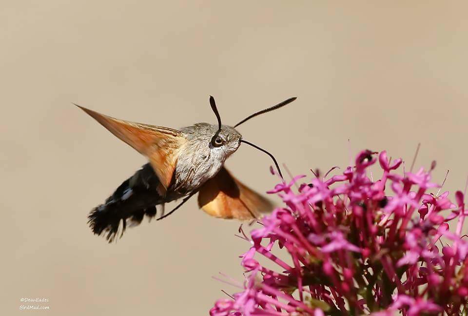 Hummingbird hawk moth | look at them eyes | © Dean Eades Wildlife ...