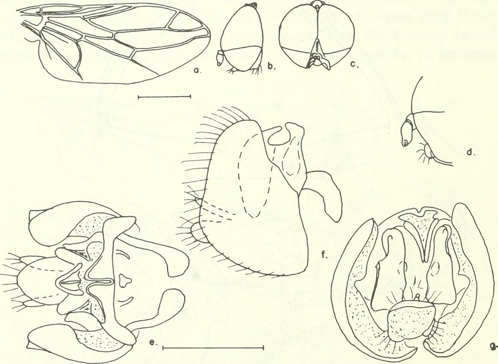 Image from page 105 of 