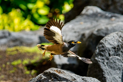 atristis acridotheres acridotherestristis animalia aves beach bird chordata commonmyna d610 fx fullframe hawaii island islands kauai nikkor nikon nikond610 nikonfx passeriformes playa poipu sturnidae travel travelphotography traveling travels viagem viaje activities activity airborn animal animals birding birds celebration climate entertainment entertainmentleisure feather feathers flight flying hobbies hobby holidays hot humid inflight leisure levitate moist northamerica passtime steamy tropical unitedstates warm wet wildlife カウアイカウアイ島 ハワイ インドハッカ 印度八哥 カバイロハッカ 樺色八哥