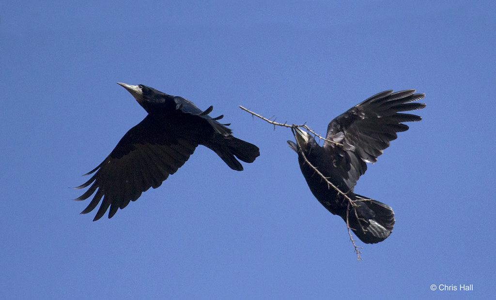 Setting Up Home | Rooks | Chris Hall | Flickr