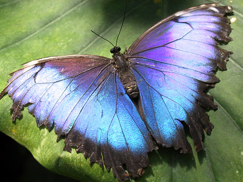 Butterflies 1989-2009 — Unsorted 1 | Douglas Sprott | Flickr