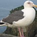 Flickr photo 'Slaty-backed Gull (Larus schistisagus)' by: hermmays.
