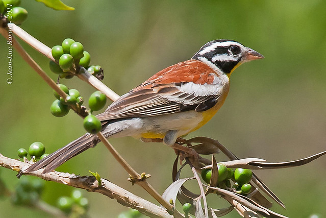 African Golden-breasted Bunting (Emberiza flaviventris)
