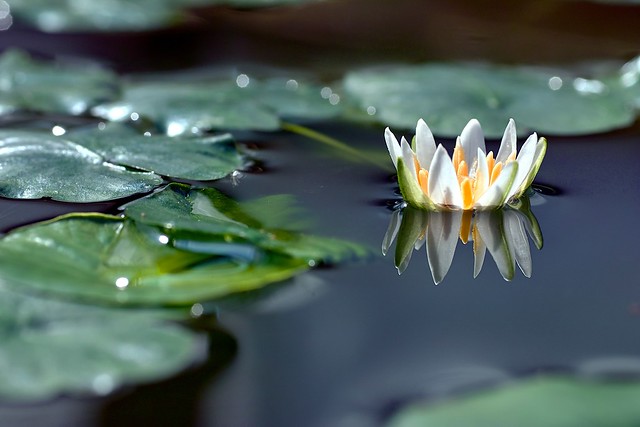 Nymphaea thermarum is the smallest waterlily in the world