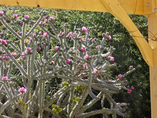 arizona cactus nest pergola
