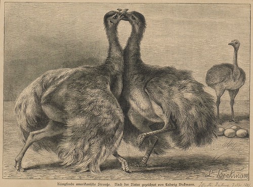 Dinosaur Rhea Rhea americana | See: bibliodyssey.blogspot.com/2011/07/icon… | Flickr