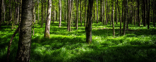 trees green nature beautiful forest canon saxony natur wiese sachsen gras magical wald bäume birke chemnitz 24105 enchanting eos6d