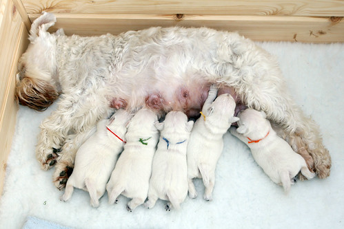 Miniature Schnauzer Puppies | by MagpieJo's
