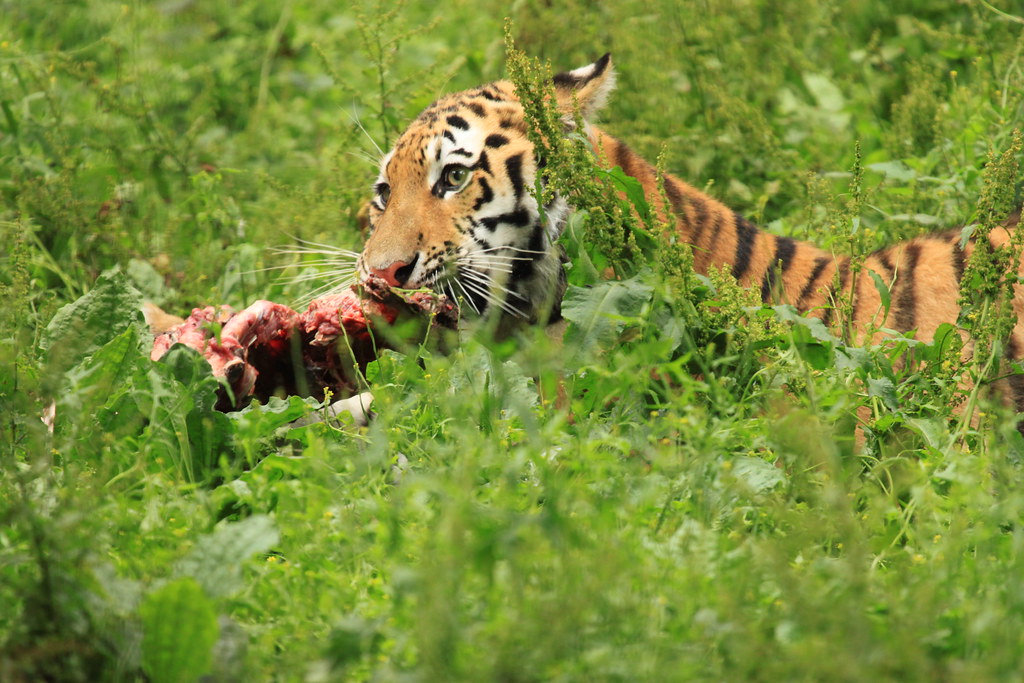 Tiger Cub Eating At Port Lympne Wild Animal Park. Happily … Flickr