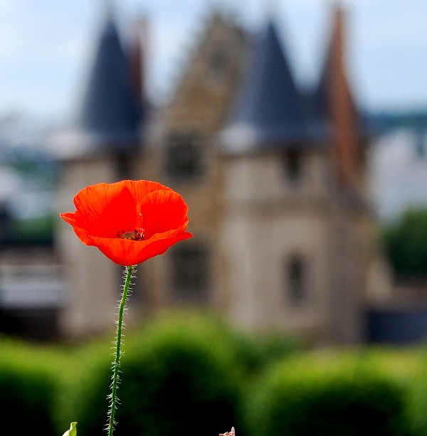 Loire Valley- flowers and history-2