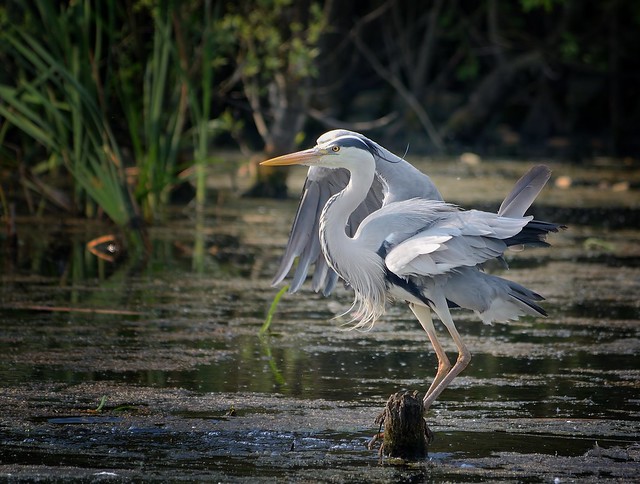 Grey Heron Landing