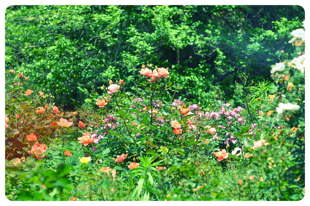 Brookside Gardens- Roses 2014 | Brookside Gardens- Roses 201… | Flickr
