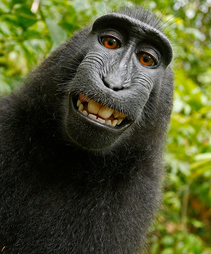 Self Portrait - Crested Macaque (Macaca Nigra) | by TailspinT