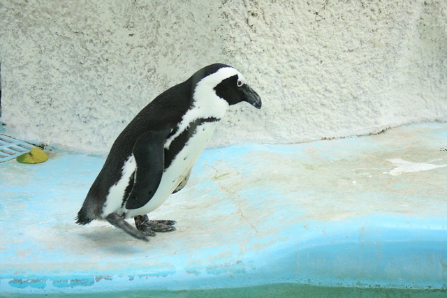 sevimli bir penguen
