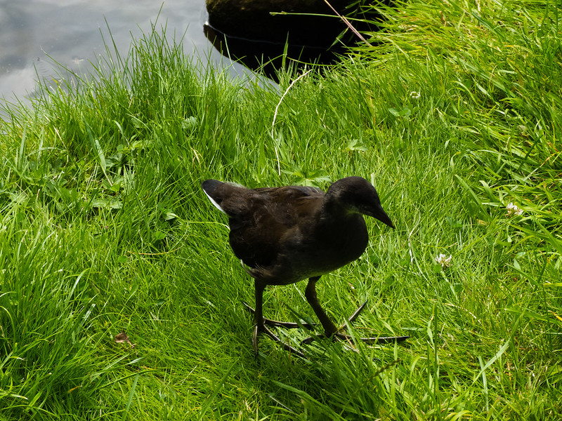 Moorhen chick