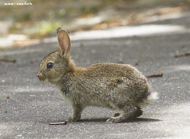Coelho bravo, European rabbit(Oryctolagus cuniculus) - em Liberdade [in Wild]