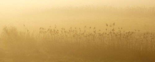 *** by pszcz9,                                polska poland przyroda nature słońsk morning poranek ranek wartamouth