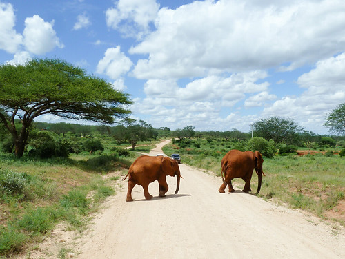 africa park kenya lodge east national afrika elephants kenia tsavo elefanten taitataveta