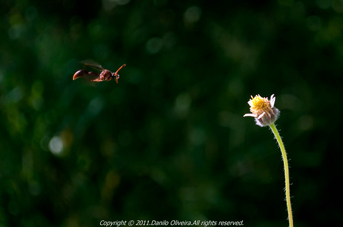 • Going to the flower by .Danilo Oliveira