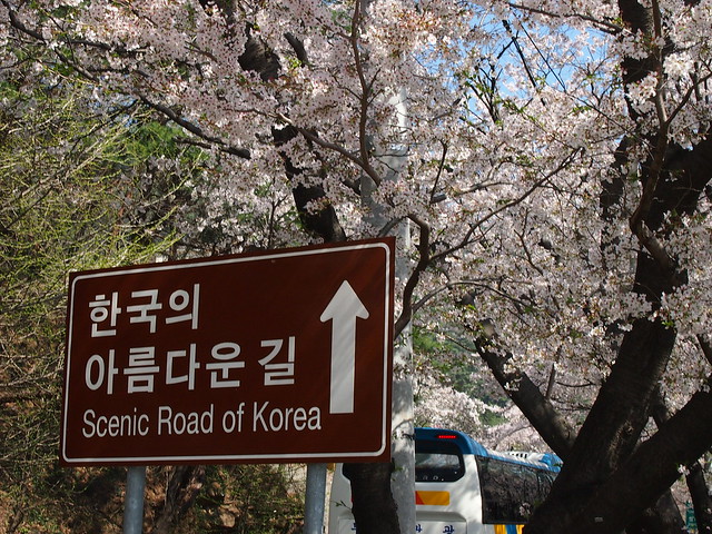 Sign-Cherry Blossoms-Hadong-South Korea