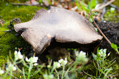 Shrivelled mushroom