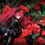バラ祭り　Red020