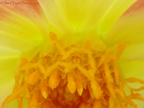 dahlia orange flower macro yellow closeup petals stamen filament sepal