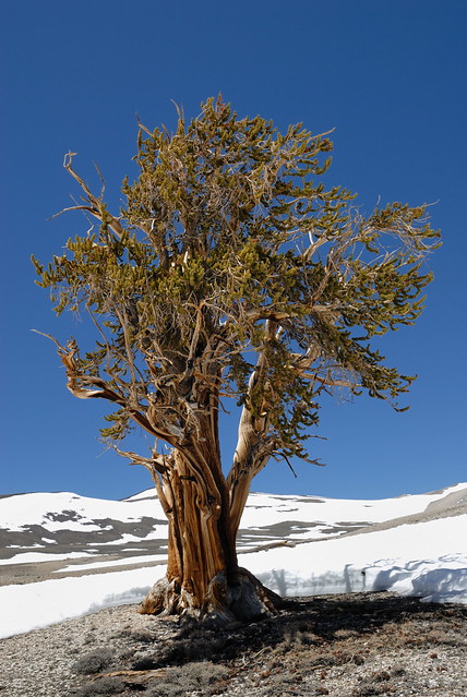 Bristlecone pine - Pinus longaeva