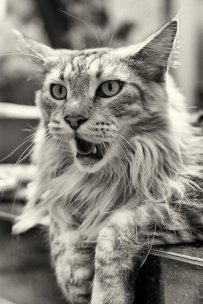 Meow Meow Cat Aggressive Expression | Cats are quite complic… | Flickr