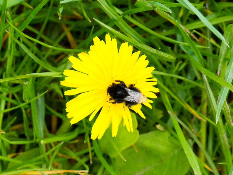 Bumblebee on a dandelion