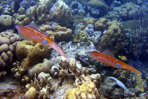 bonaire