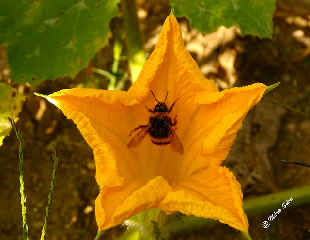 Águas Frias (Chaves) - ... a abelha na flor da cabaça (abóbora) ...