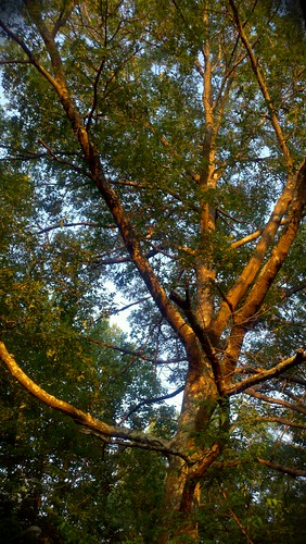 sunset tree ma newengland blackstone flickroid motoroladroidx