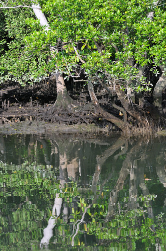 park lake reflection tree green bird heritage nature water leaves river mirror leaf singapore asia view flat mud wildlife board salt parks reserve scene fresh international national mangrove shore swamp vegetation migratory root chu pulau asean lim wetland kang stopover kranji kecil nortwest sungei buloh 双溪布洛湿地保护区