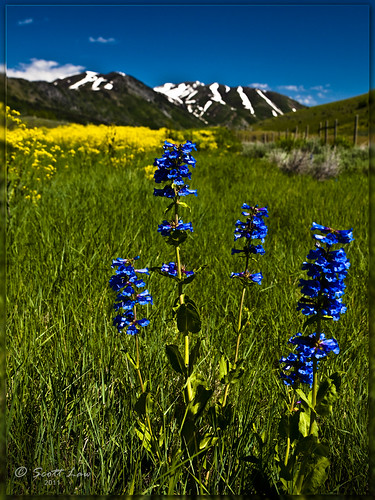 flowers blue summer snow color yellow landscape utah spring fresh snowcapped periwinkle wildflowers logan mantua scottlaw