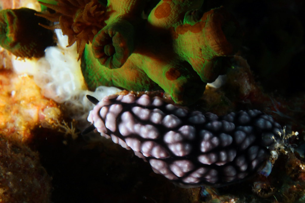 apo- coconut point- green corals and a pimpled phyllidia | Flickr