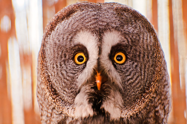 Owl with round head