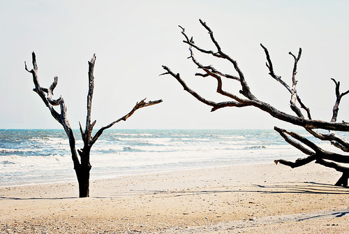 Botany Bay Boneyard | by Danielle.Victoria