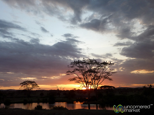 africa sunset sky reflection animals tanzania dusk safari naturereserve serengeti gamepark eastafrica tanzaniasafari serengetinationalpark acaciatree dna2tanzania