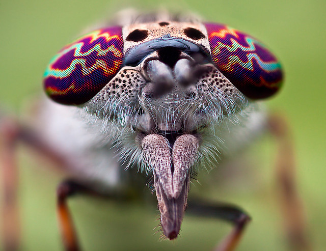 Horse fly - Haematopota pluvialis