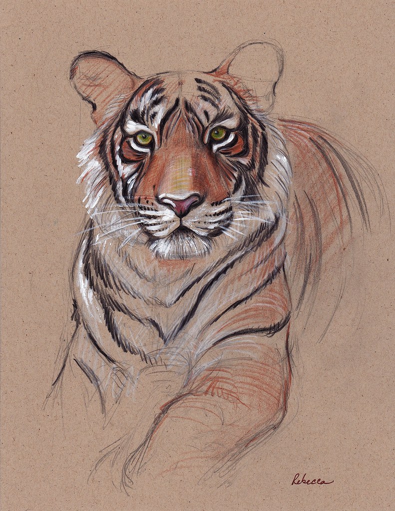Unfinished Business - Original Tiger Drawing - Mixed Media… | Flickr