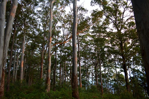 forest myrtaceae eucalyptusgrandis floodedgum rosegum hendersonsknob tamborinemountain sunset sunsetlight landscape forestscape sequeensland queensland australia australianlandscape australianflora australiantrees mounttamborine