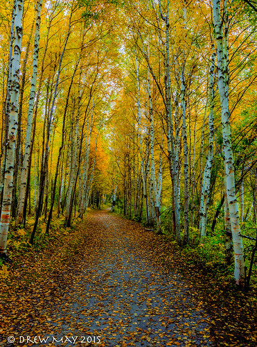 county autumn trees canada leaves landscape photography may drew trail alberta pathway parkland