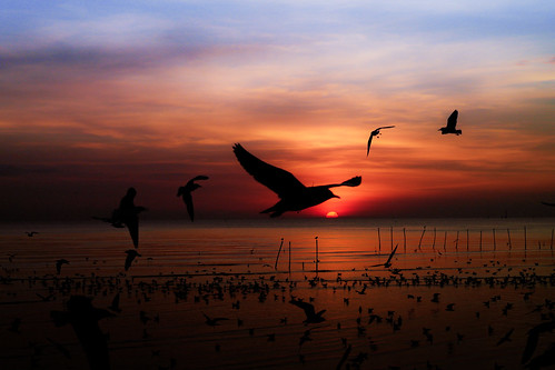 sky bird nature animal animals silhouette season thailand photography amazing twilight colorful pics wildlife seagull