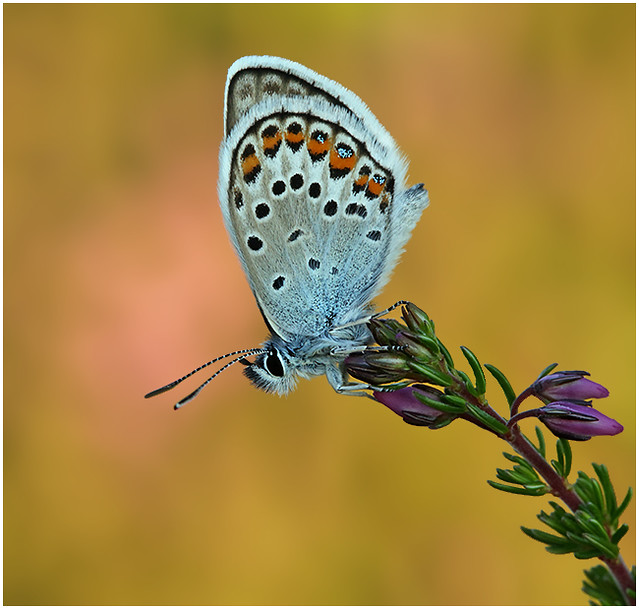 Silver Studded Blue - male.