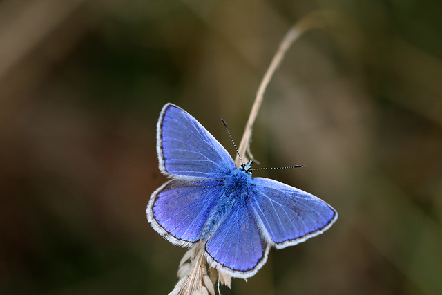 Male common blue, brasenose woods Oxford. Explored 06.08.2015, thank you all.