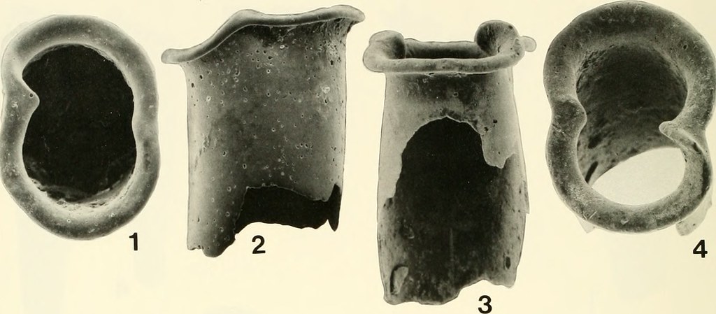 Image from page 73 of 