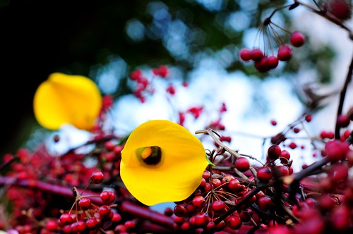 Calla lily 馬蹄蓮 | by MelindaChan ^..^
