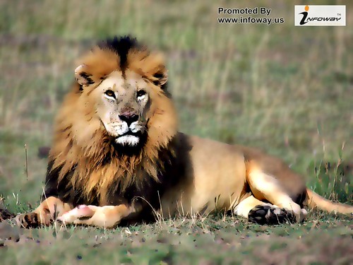 desktop white lion animal for mobile | by Infoway LLC - Website Development Company