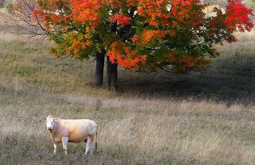 art canada color colour composition ontario plismo peterborough orangecorners cow cattle grass tree fall autumn landscape image